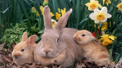 خرگوش-گل-حیوان-حیوانات